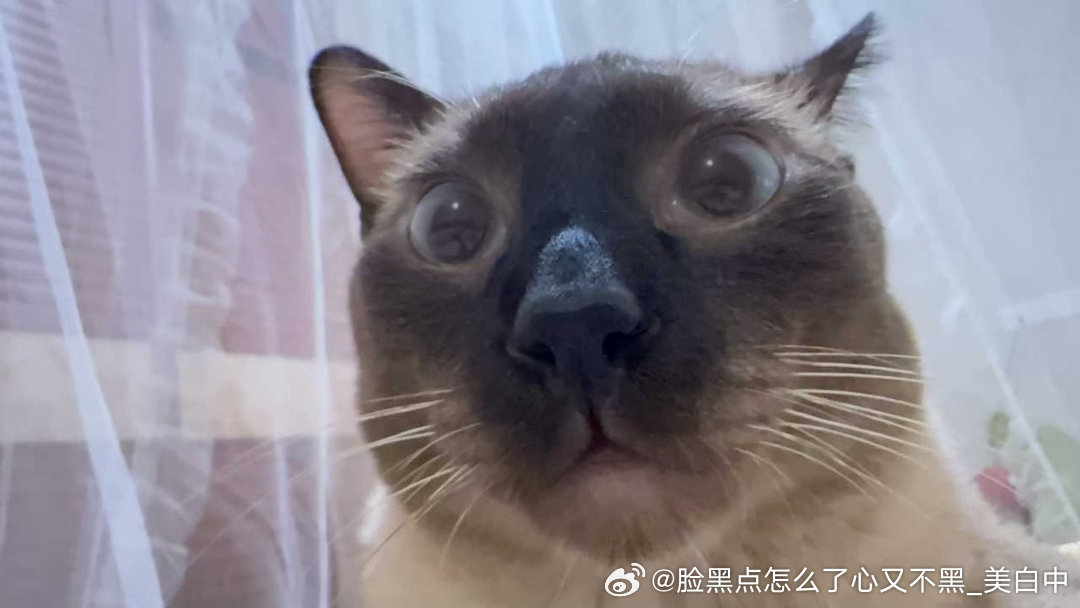 4265只黑脸我脸到底黑不黑？ 