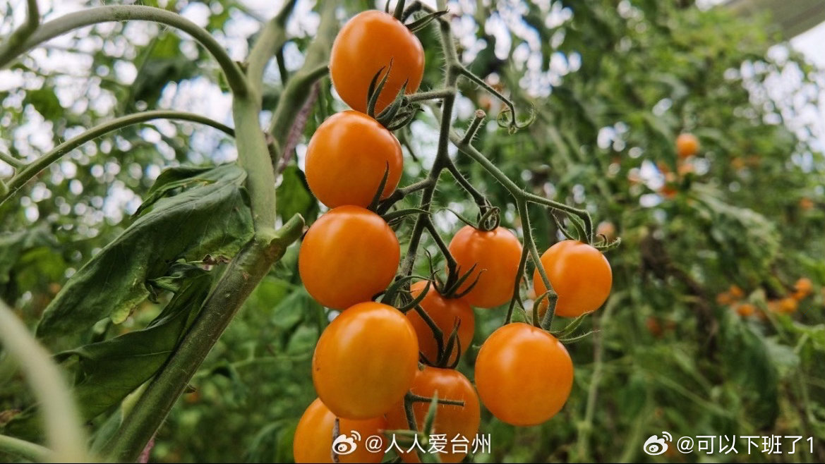 丽水青田数字大棚种出甜蜜致富果成熟番茄已打通外销通路，鲜果直供平湖市场，销路稳定