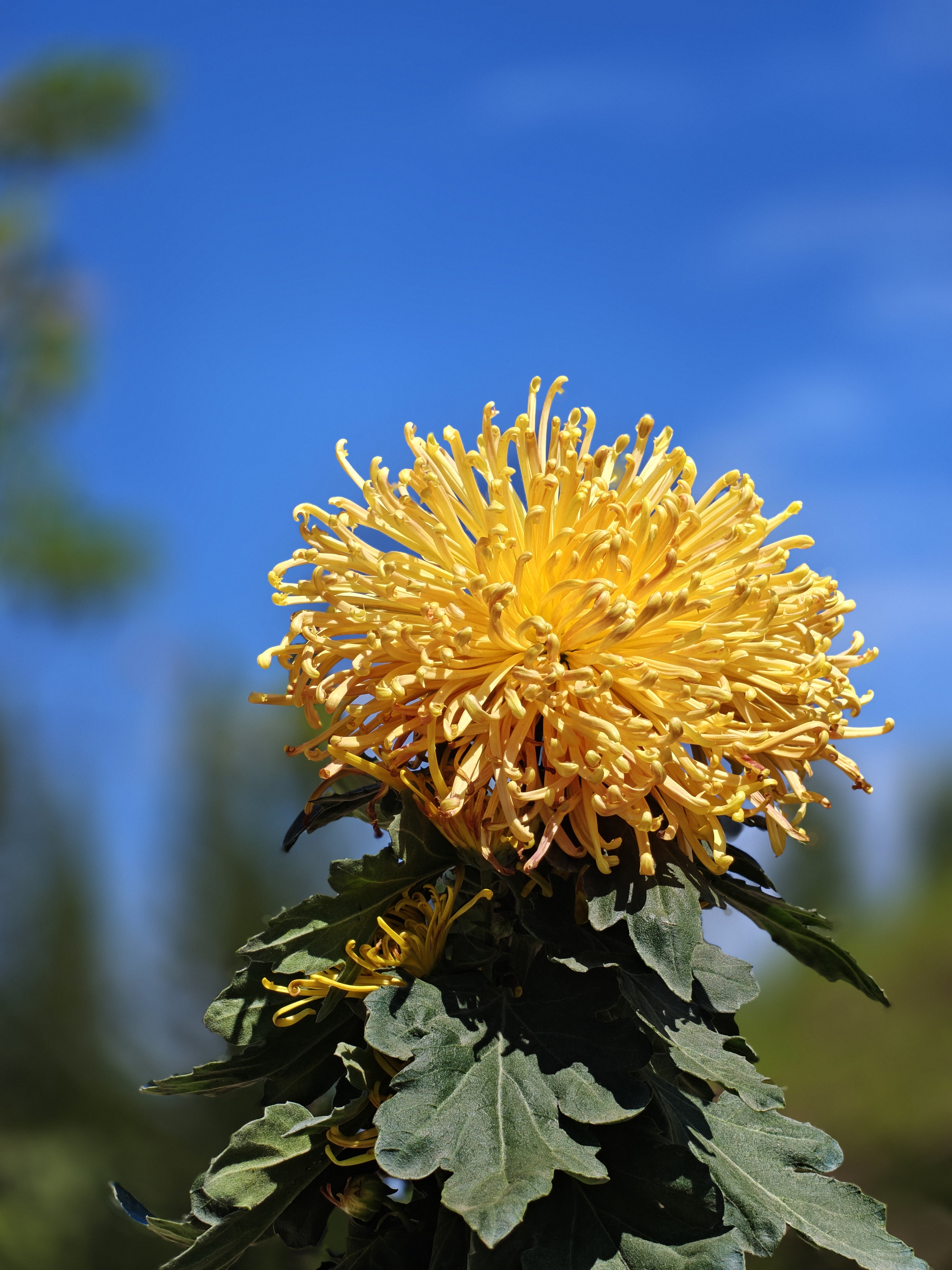 一加15拍花还是轻松拿捏的东湖公园菊花展  深圳·东湖公园