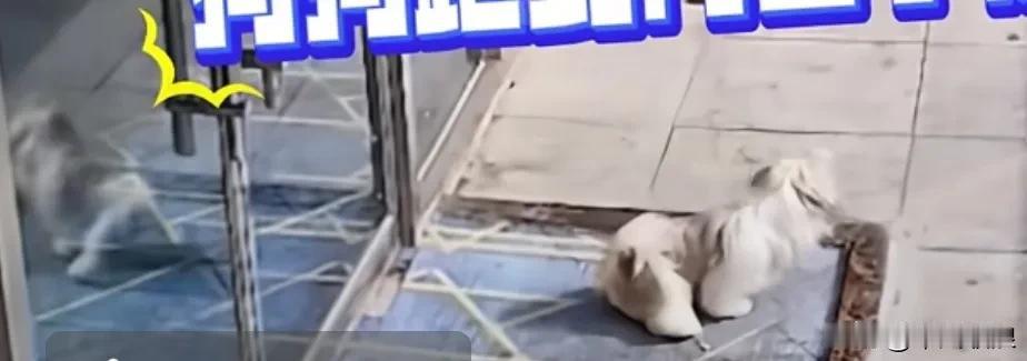 狗狗没拴绳走到人家店门口撒屎尿，老板清晨一打开店门就看到这种情形，顿时火冒三丈，