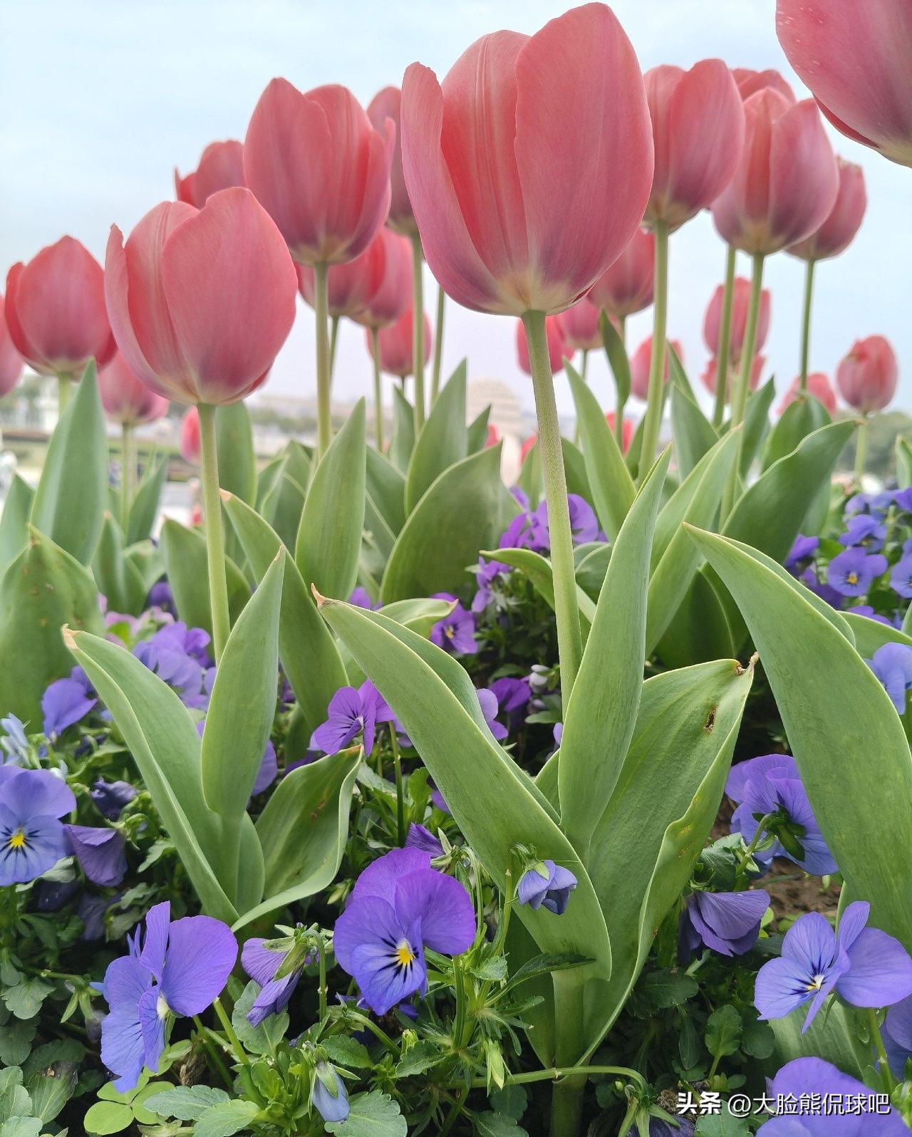 春日生活打卡季春天也太治愈了吧