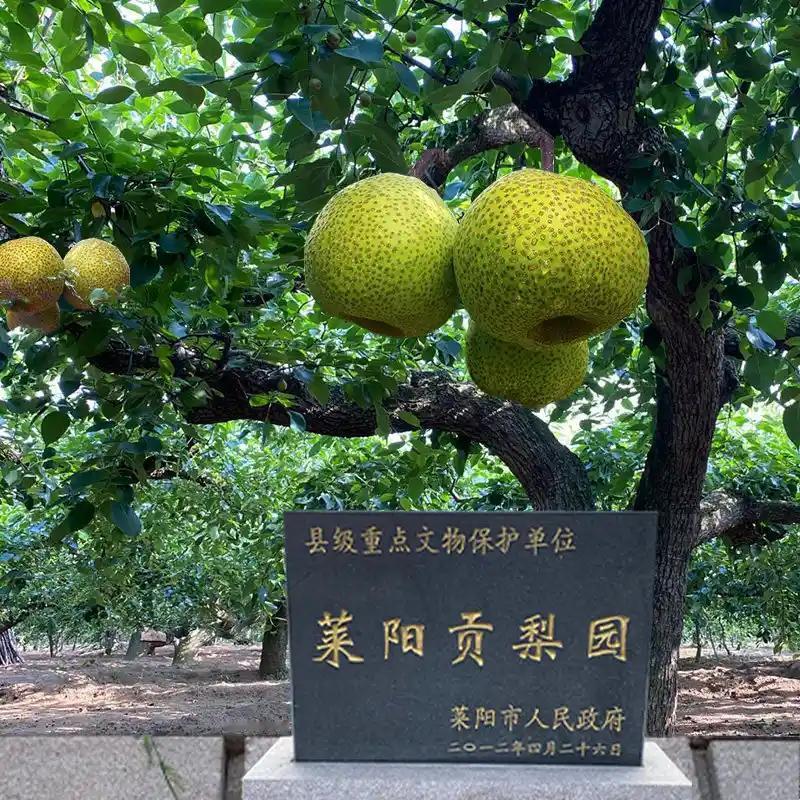 建国以来，影响城市发展的两大遗憾：汕头一把火，莱阳一把刀。

这里莱阳最可惜。本