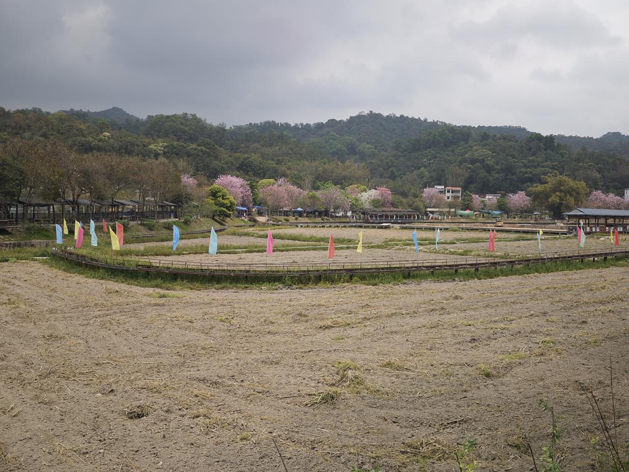 昨日，花都红山村油菜花，石上背瀑布，一线天奇观，一天三个景点都踩雷了。看花无花，