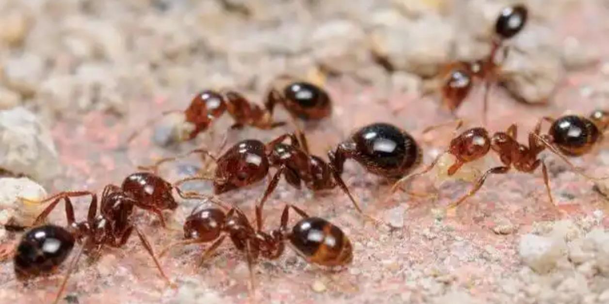 🚨五一紧急提醒｜户外遇到这种“小红土堆”，千万别碰！

各位准备户外游玩、近郊