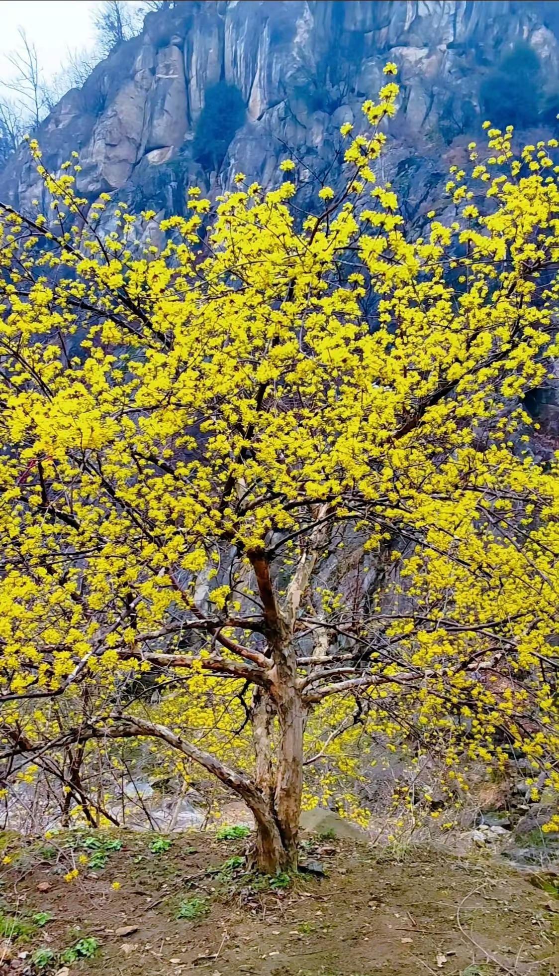 洛阳白鹰河｜漫山茱萸花，轻徒步天花板 洛阳出发2小时车程，藏在白鹰河的春日赏花好