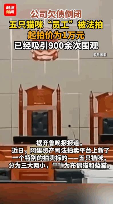 树倒猢狲散，连猫也跟着遭殃？据媒体5月11日报道，福建南平一家倒闭公司名下的五只