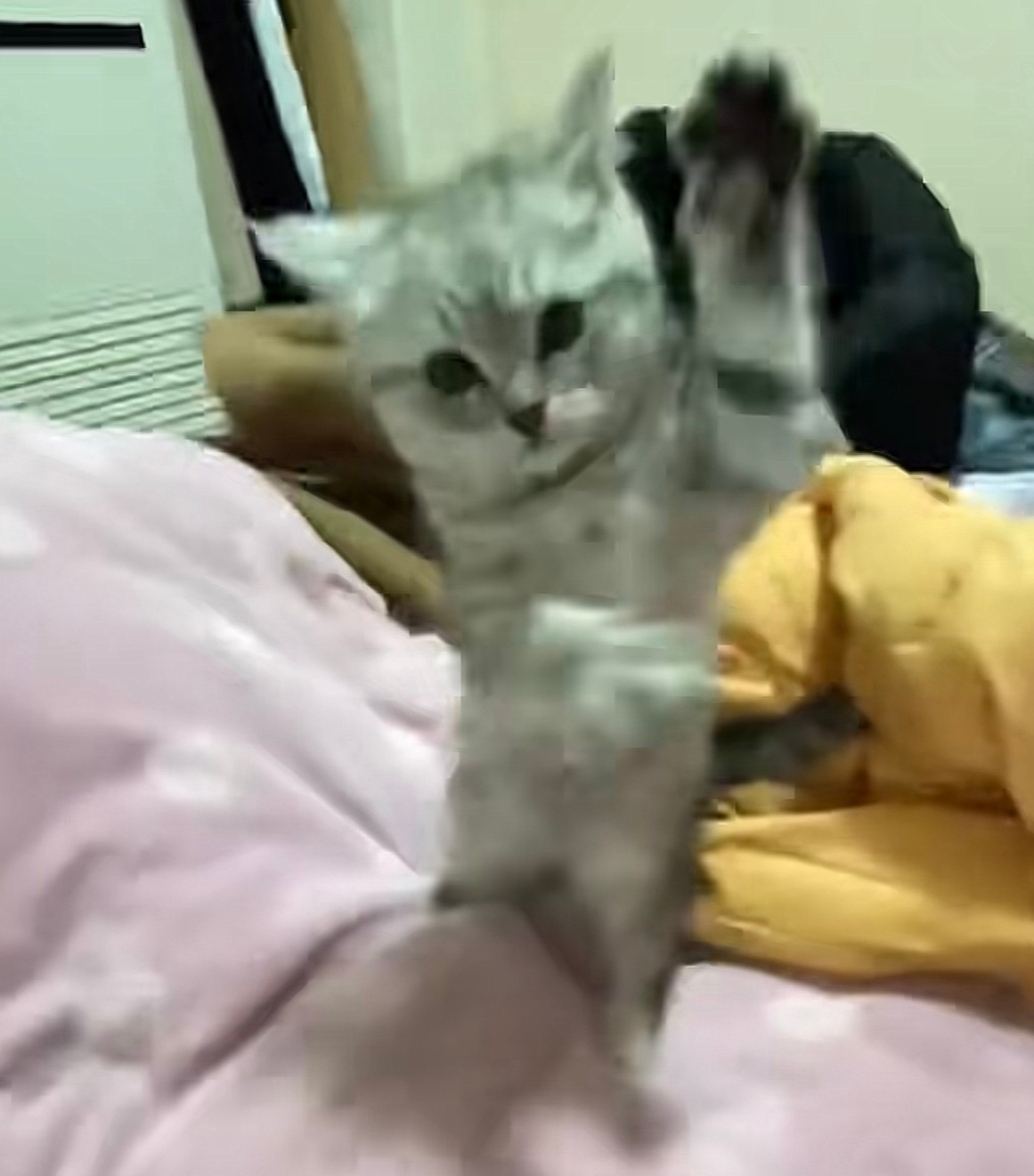 这种猫到底谁在养[泪]好想要 ​​​