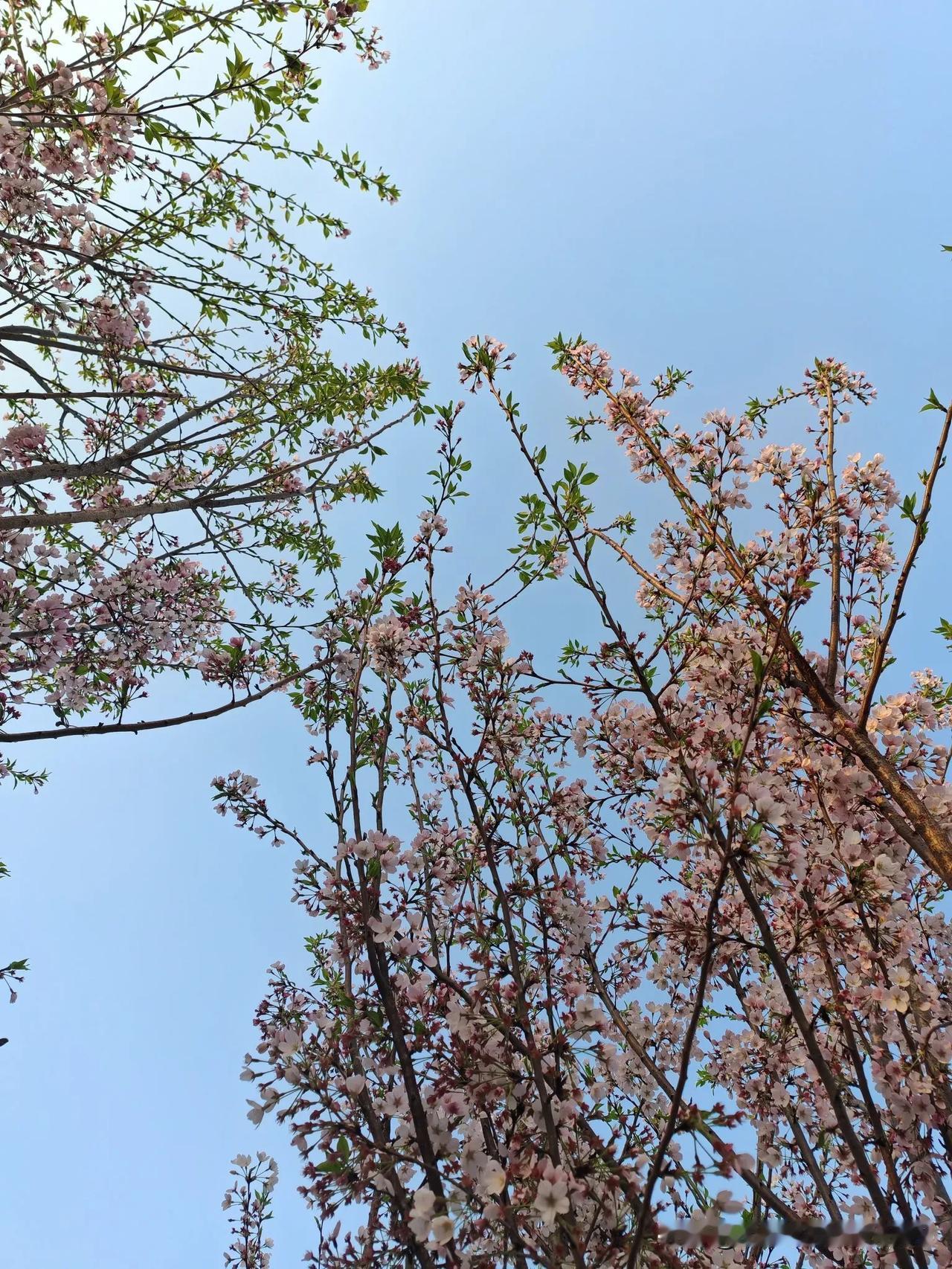 晒出你手机中盛开的花朵