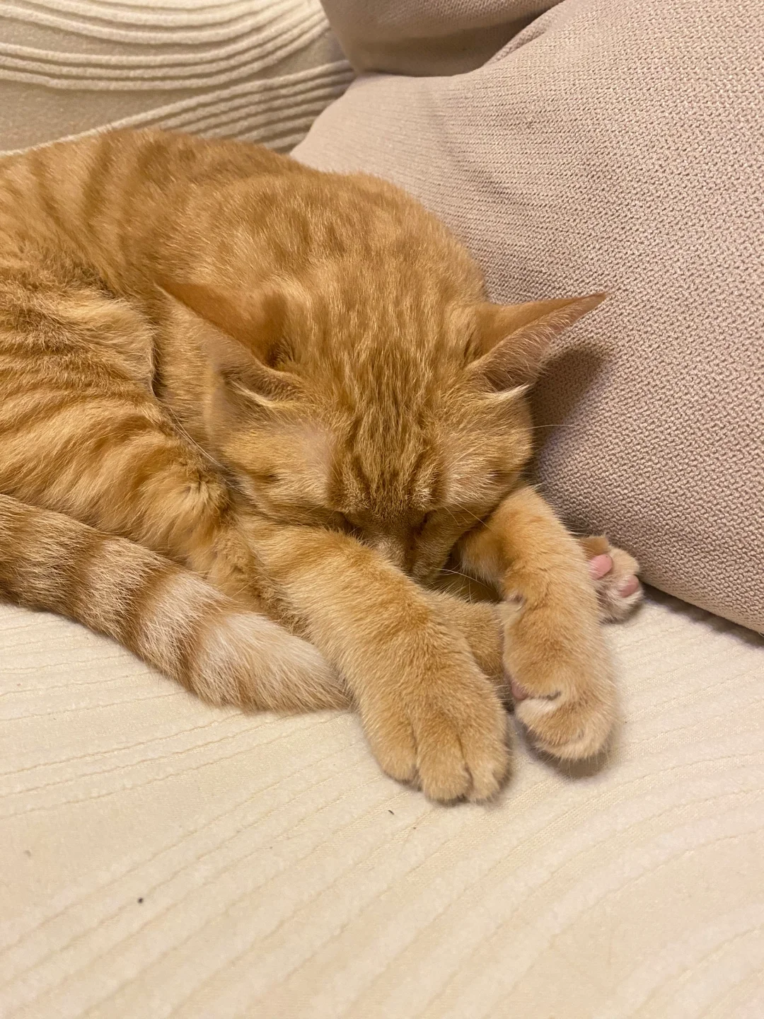 自律的小猫连睡觉都在拉伸…