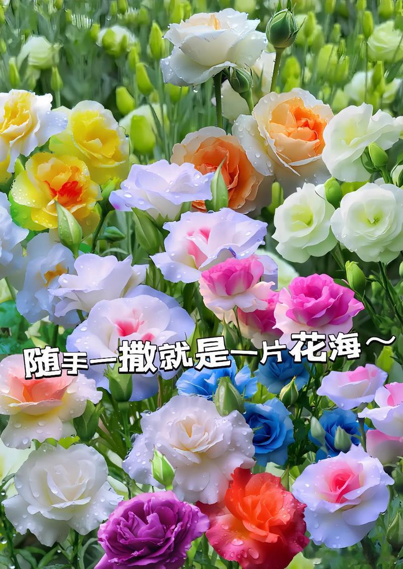 [心][心][心]洋桔梗种植方法[心]配土与准备：使用进口纯泥炭，且要细泥炭，如