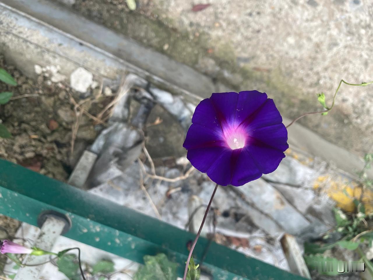 【七绝•秋带藩篱藤蔓爬】
秋带藩篱藤蔓爬，青枝绿叶绽喇叭。
金菊亦把鹅黄吐，尽惹