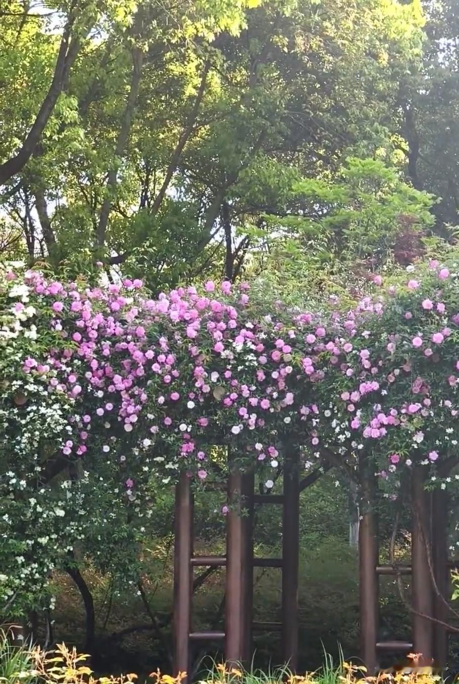 你镜头下的蔷薇花有多美四月花季，抬头撞见了满架蔷薇的浪漫！粉的白的挤在一起，把整