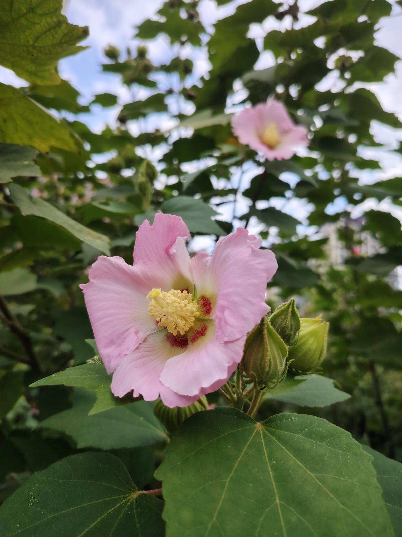 今日“寒露”公园里盛开的木芙蓉
拉丁名：Hibiscus mutabilis
锦