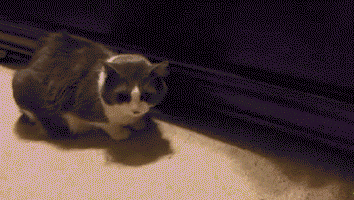 猫猫:怎么还有截胡的 