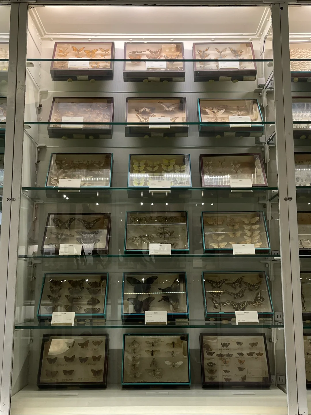 1914年！天津小众打卡地—北疆博物院🏛️