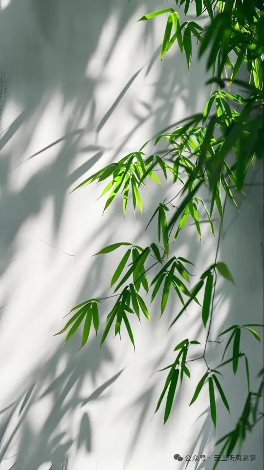 阳光洒在竹叶上，静谧而美好，这画面就像一首无声的诗。我想起那次去山间竹林，阳光穿