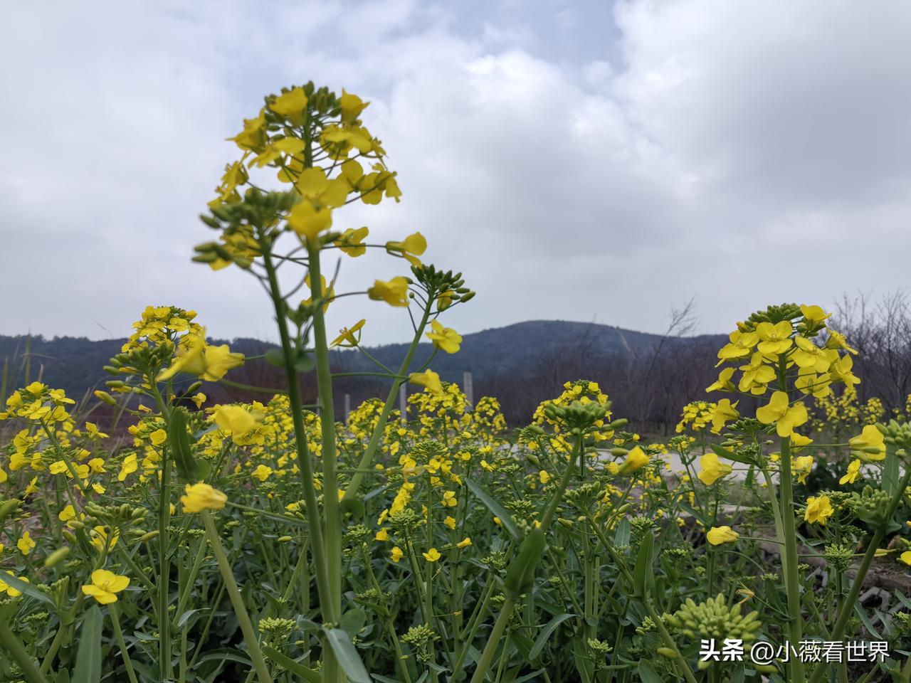 我有个同学，她女儿甜甜和我女儿同年，是90年的马，今年本命年，虚岁都37岁了。