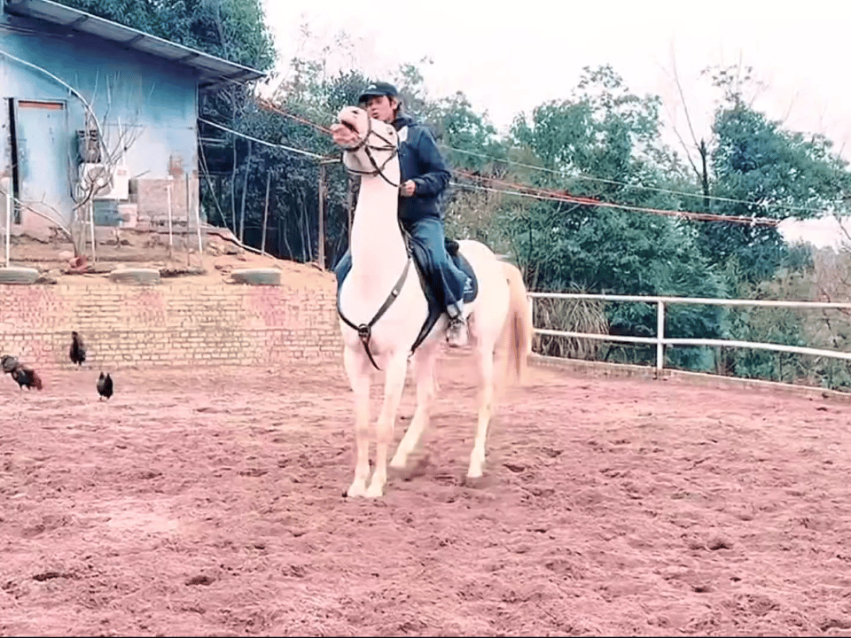 丁真春晚大赏 ✨真藏时光 马上的人和这匹汗血宝马，无论扬鞭立马，还是闲庭信步，无