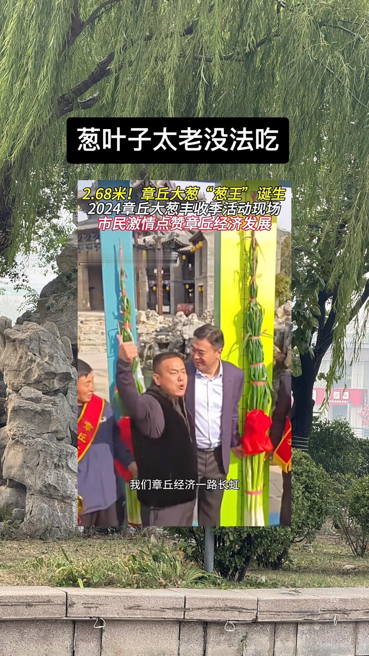 #2024济南章丘大葱“葱王”诞生
