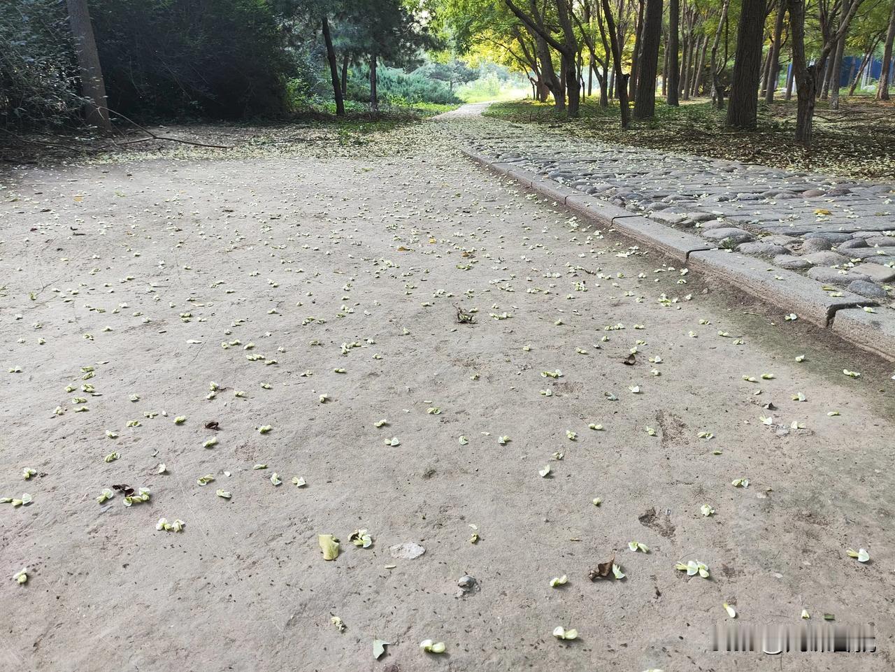 #记录夏日花草#夜来风雨声，花落知多少！
昨夜狂风咋起，当时感觉好凉快啊！
今天