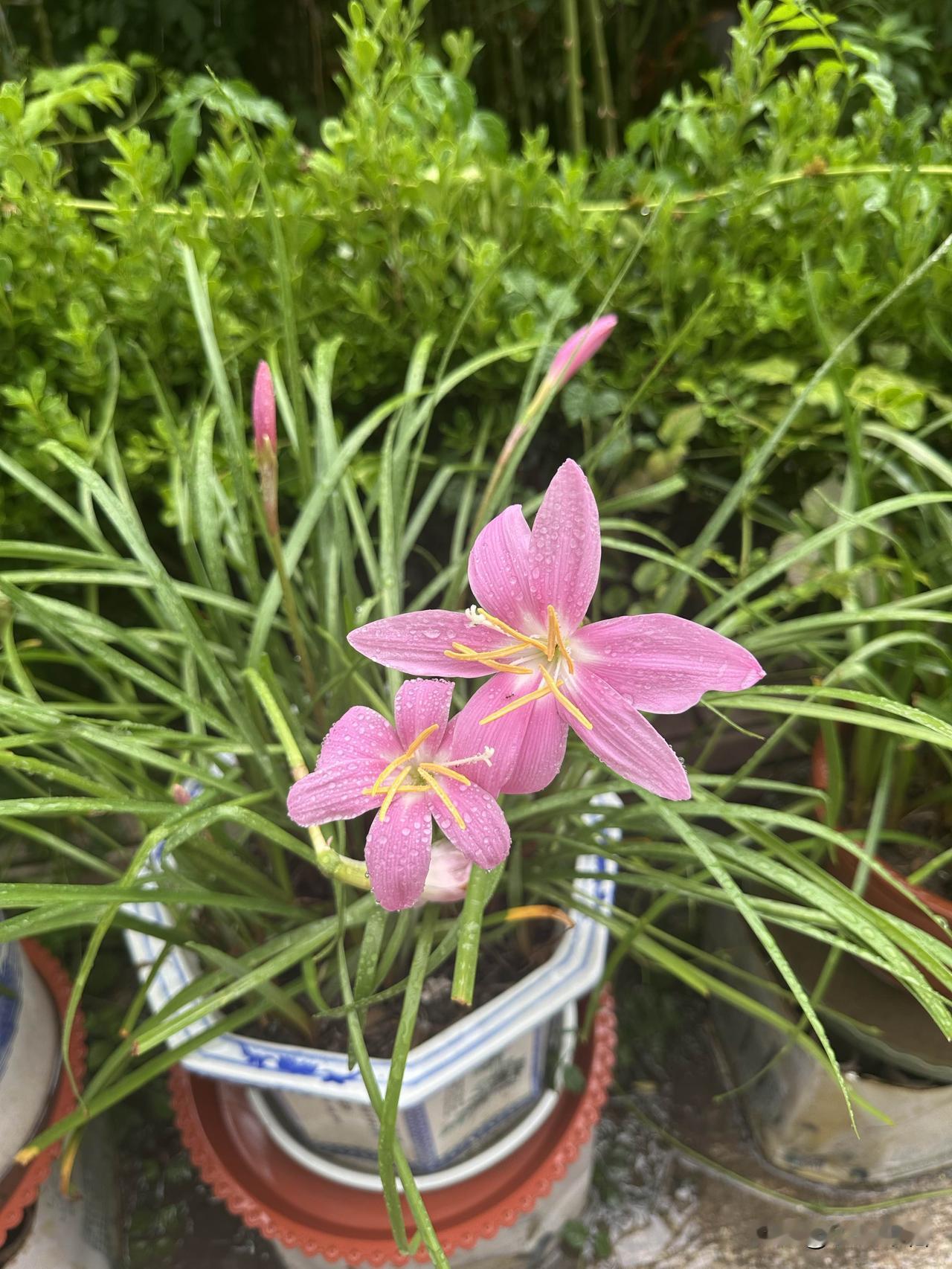晒图笔记大赛小院花朵随拍