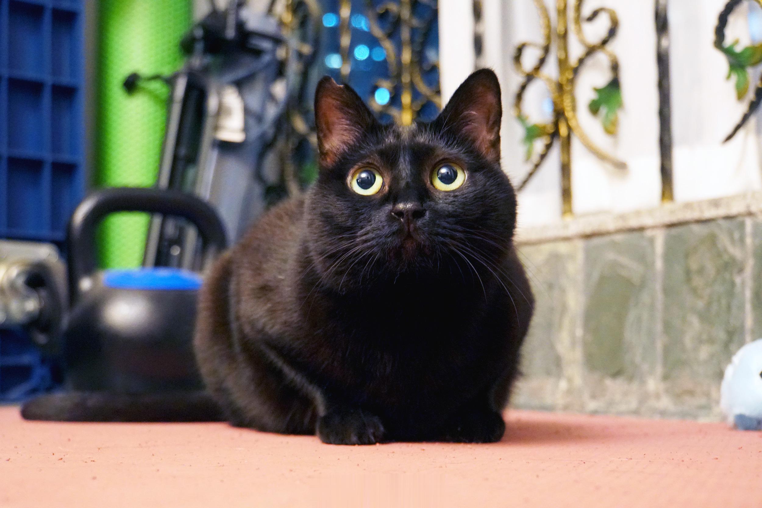 大家晚安願小動物都被善待，好人們健康平安～#蝦蝦不可以太可愛# ​​​