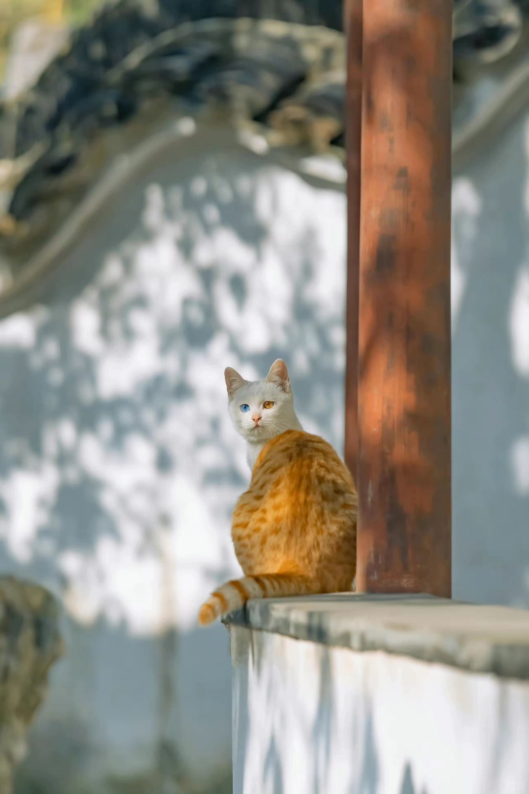 再也拍不出第二张的人生猫片（十一）