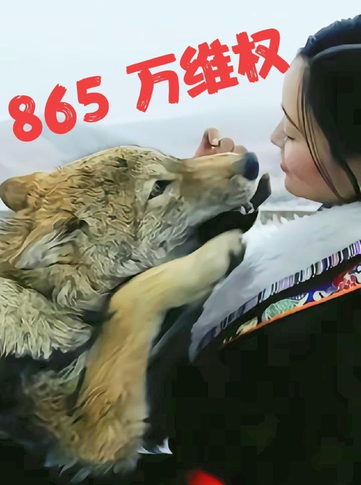 十年卖房救狼，865万版权费至今无踪。
李微漪的账本上，只有草原的风和格林的嚎叫