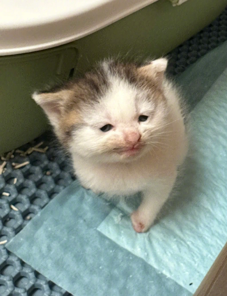 丑萌丑萌的邪恶小鼻嘎[笑cry] ​​​