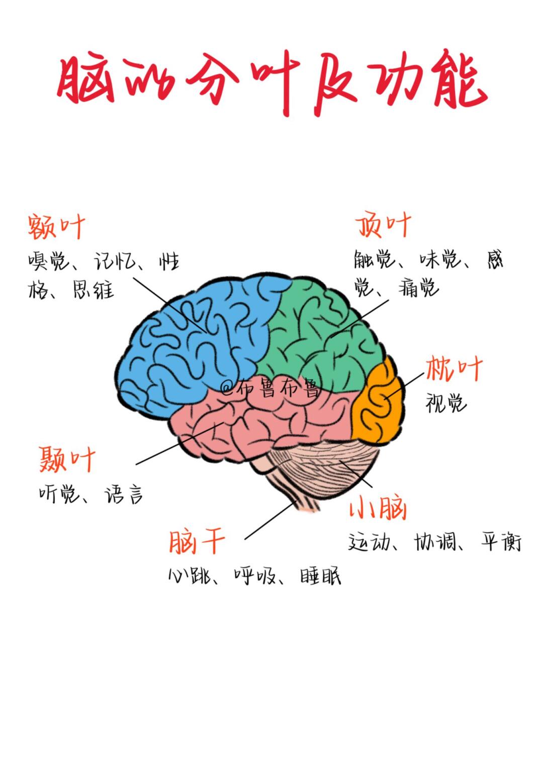 医学生笔记——脑的分叶及功能