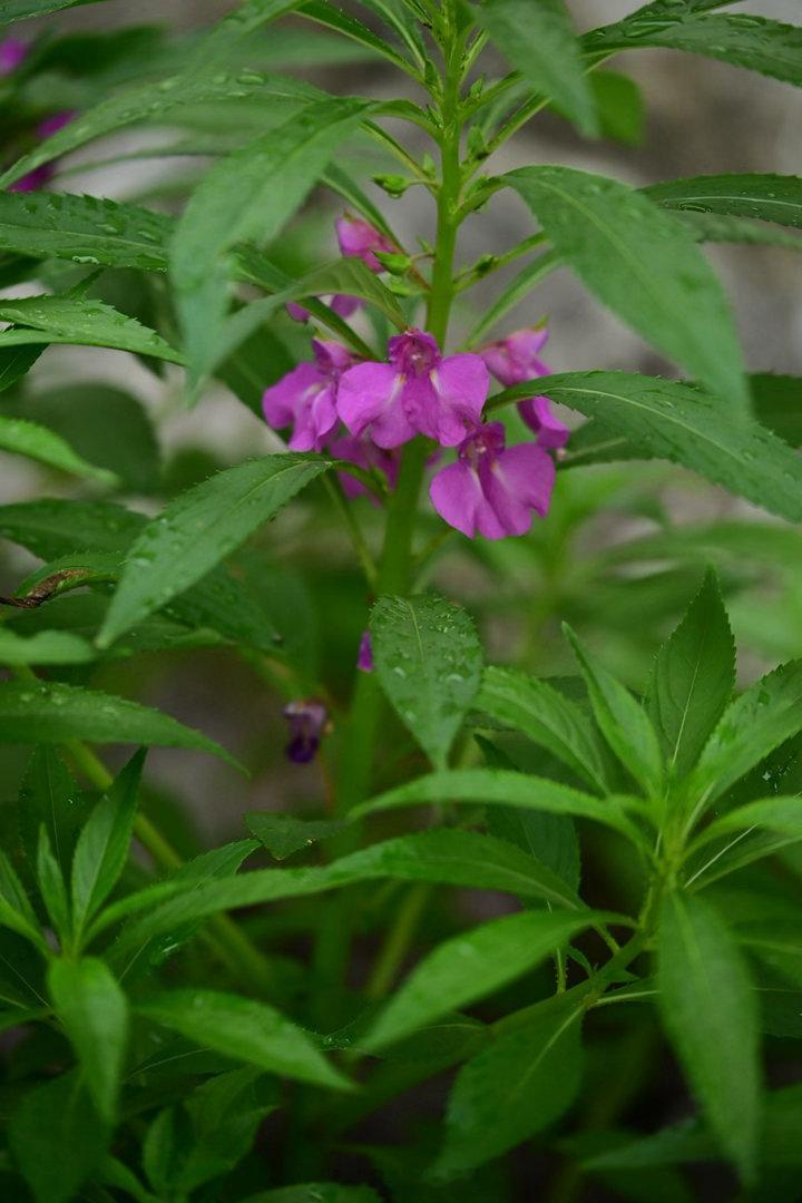 凤仙花，不起眼，也不容忽视。她是小时候的纯植物“指甲油”。植物