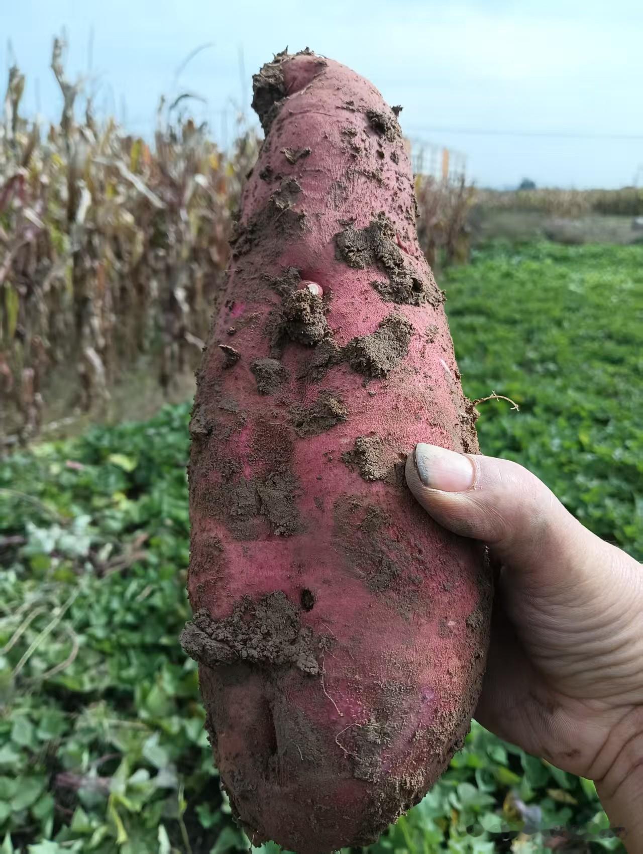 一根红薯这么重吗？
这是怎么长出来的？
用的啥方法种的？

一根红薯4.4斤重，