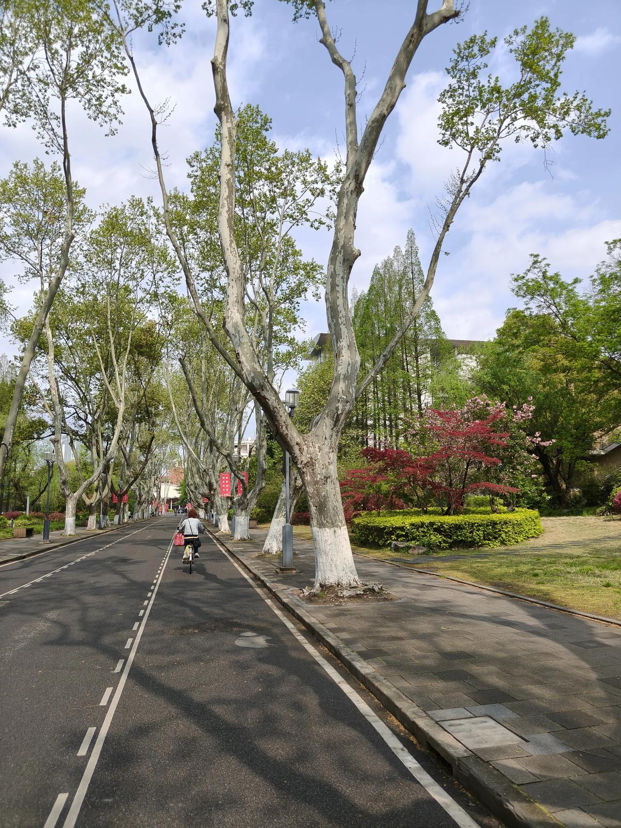 春日美景随手拍实景图分享！

现代文艺文案：
‌治愈系‌：春风有信，花开有期。等