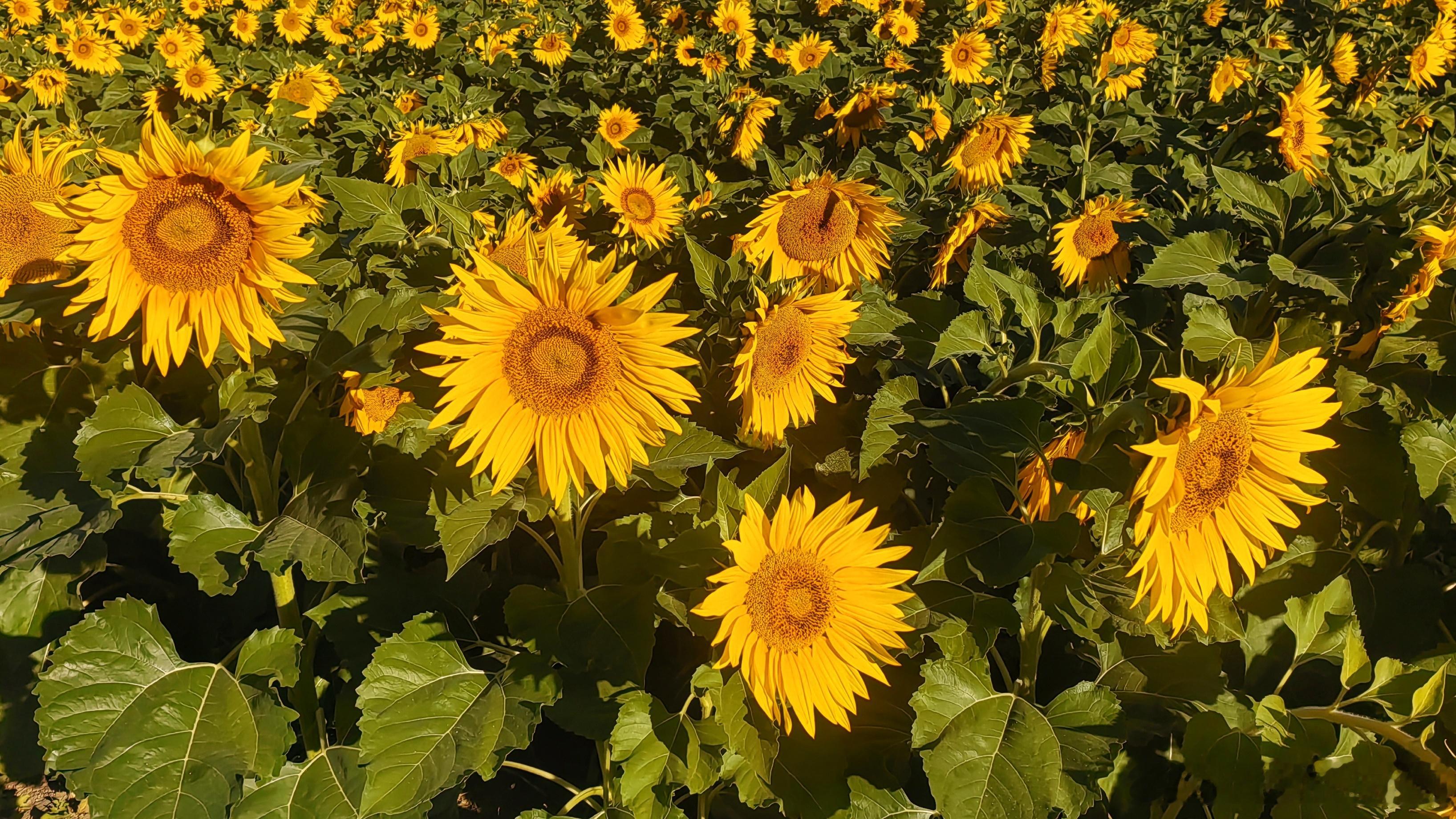 永定公园向日葵🌻2026.10.5摄影