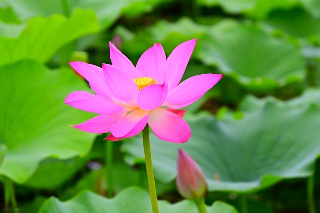 人生如茶，苦后回甘。在品味生活的苦涩之后，才能感受到那淡淡的甘甜。所以，不必畏惧