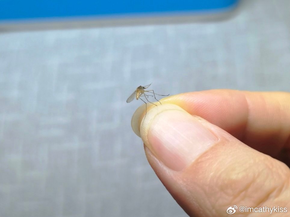 怪不得总打不到蚊子我一般都徒手抓
