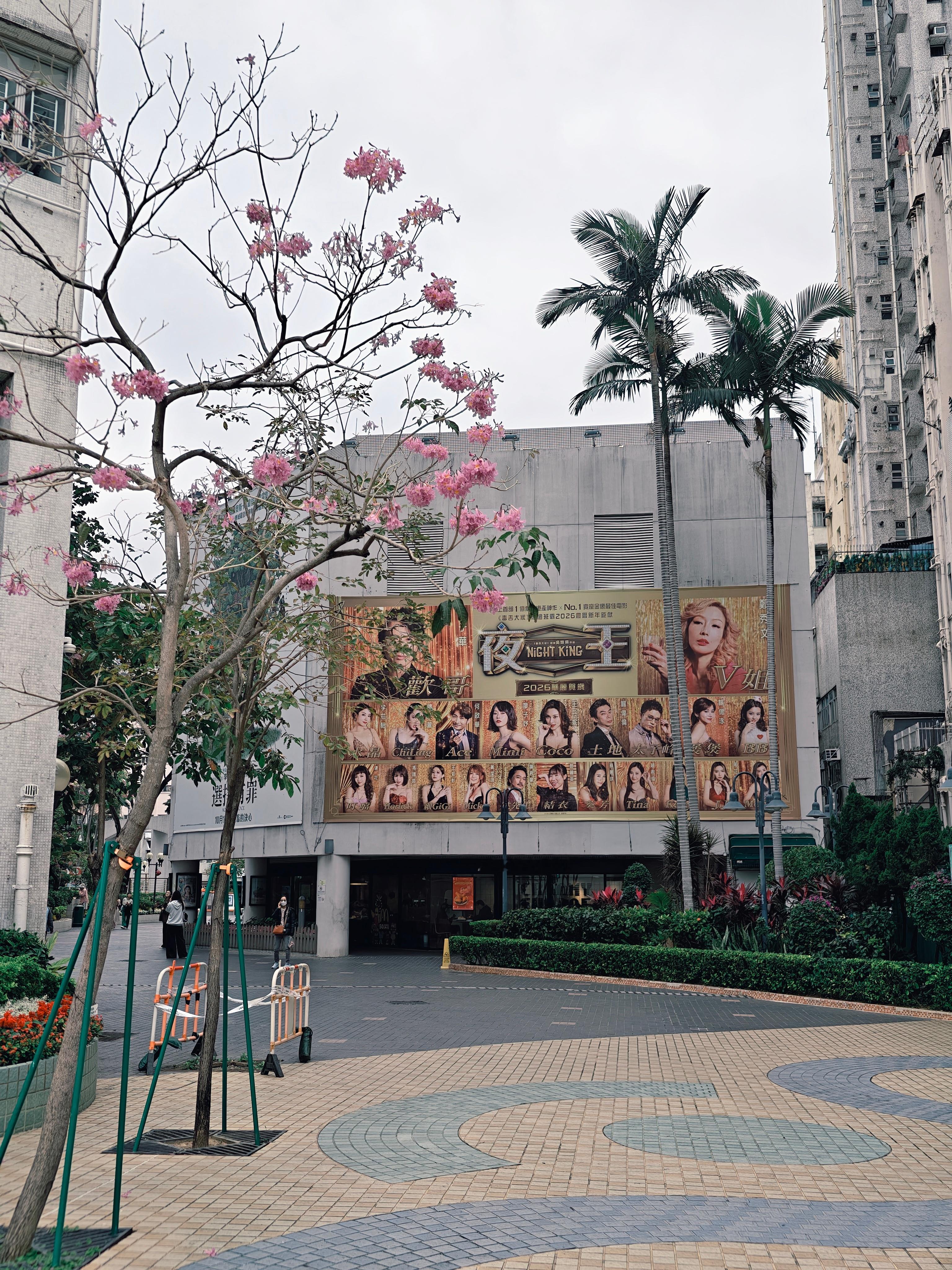 油麻地与《夜王》很般配！抽卡我这个手气也是没谁了🤣 