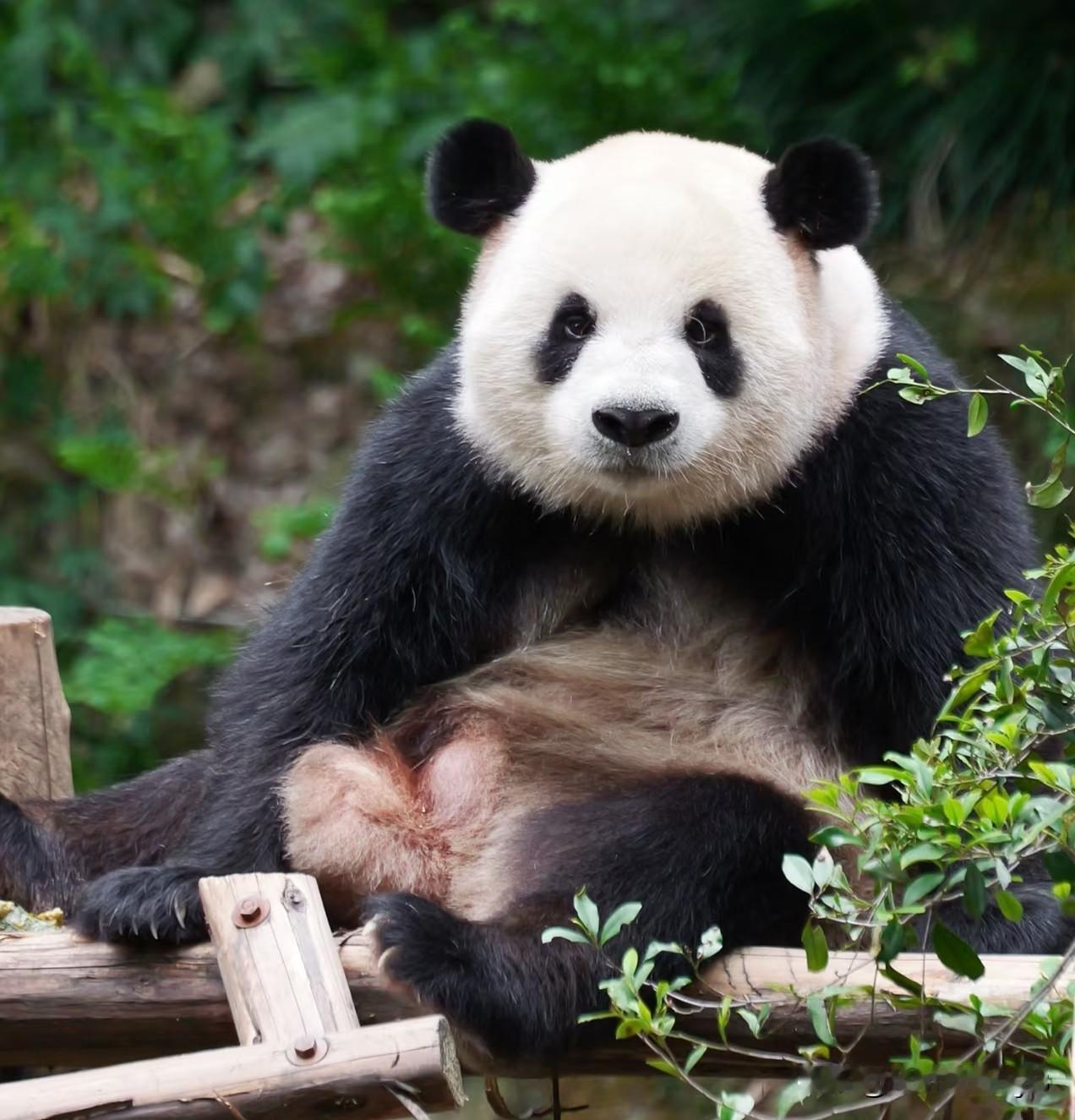 兰重重是不是虫洞最幼态的小孩哥？成天玛卡巴卡玩泥巴的猪儿虫哪里有半点成年男熊的样