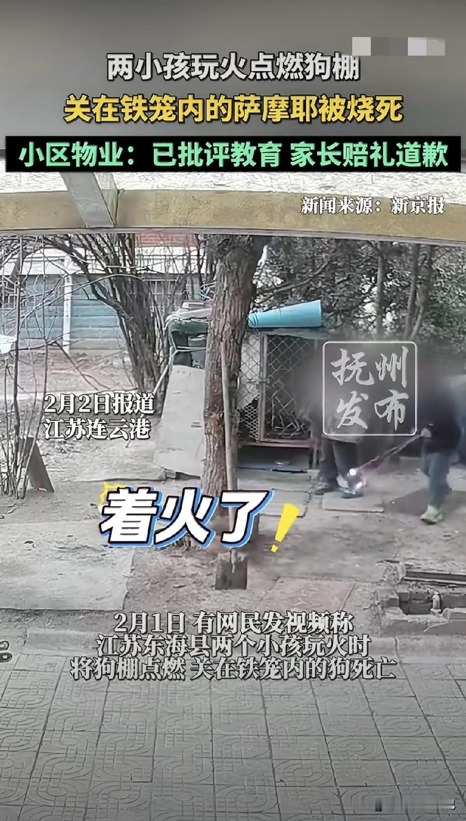 画面里，一团火球在楼道翻滚，狗叫声从尖锐到沉默，只用了半分钟；屏幕外，狗主人哭到