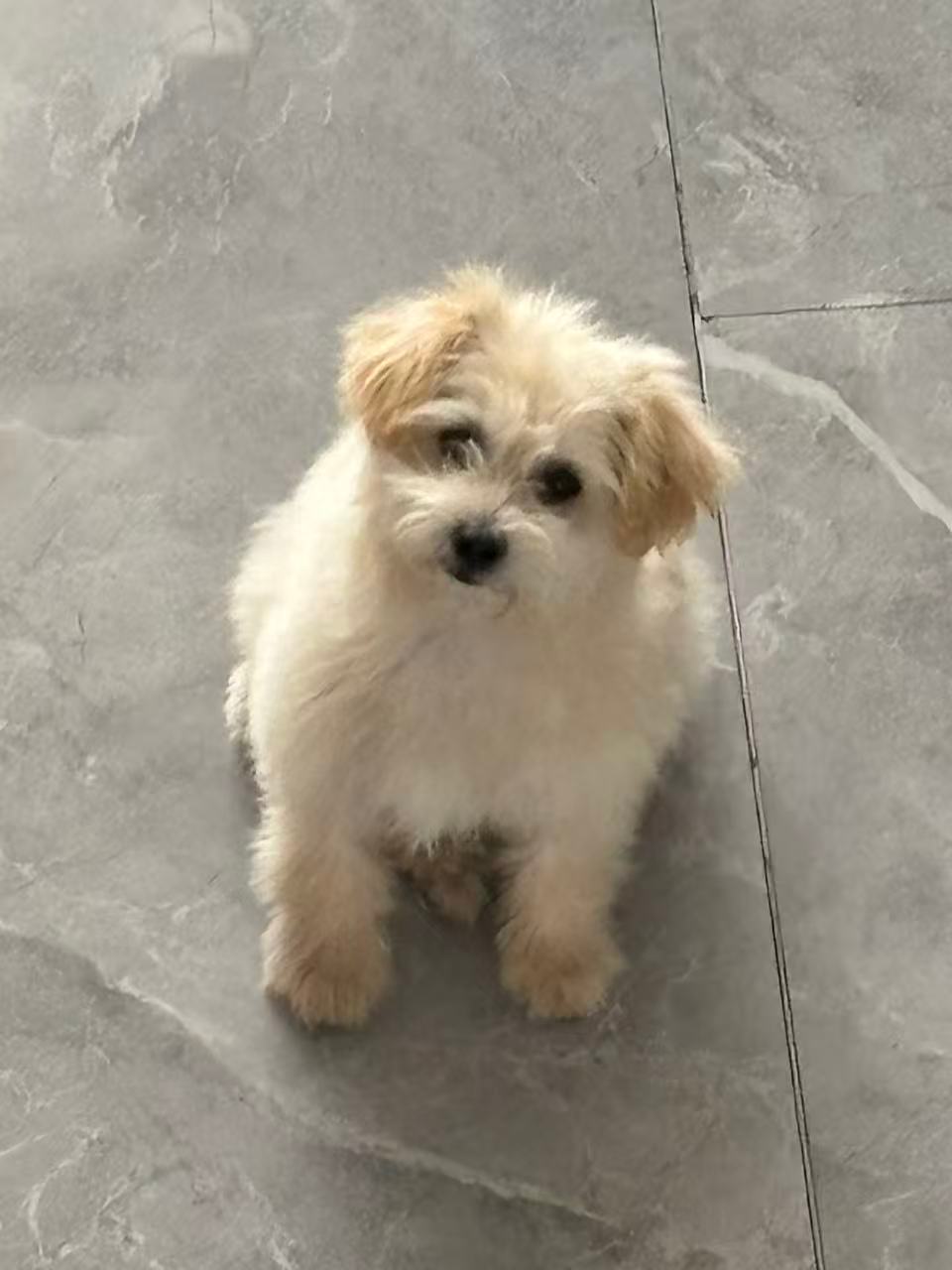 我靠我妈捡了只小狗…萌死了 