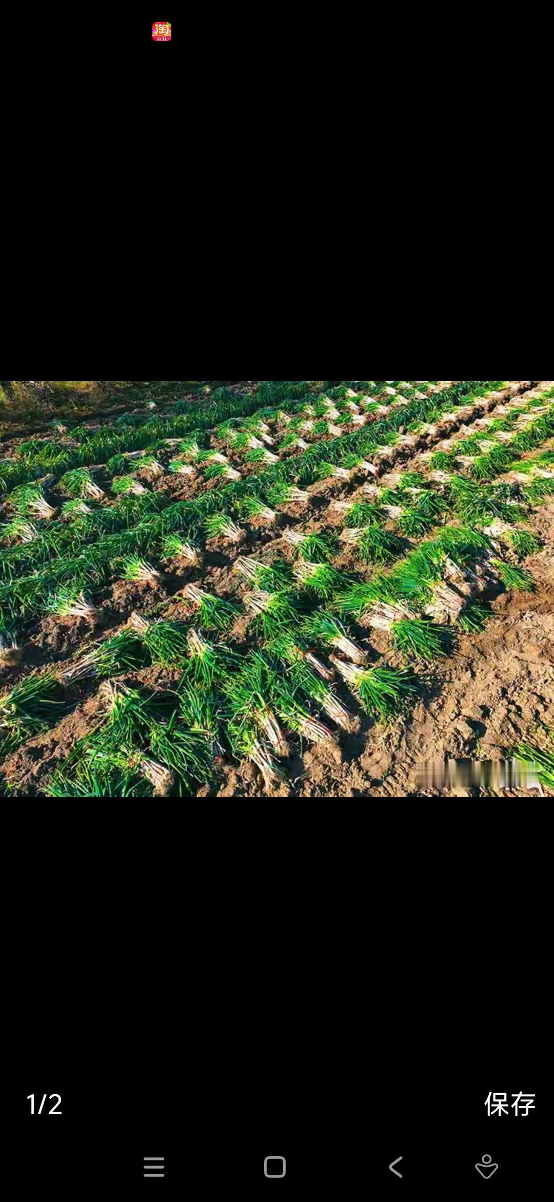 在这个春意渐浓的季节里，万万没有想到，曾经炙手可热的“绿色宝藏”——盐山县的80