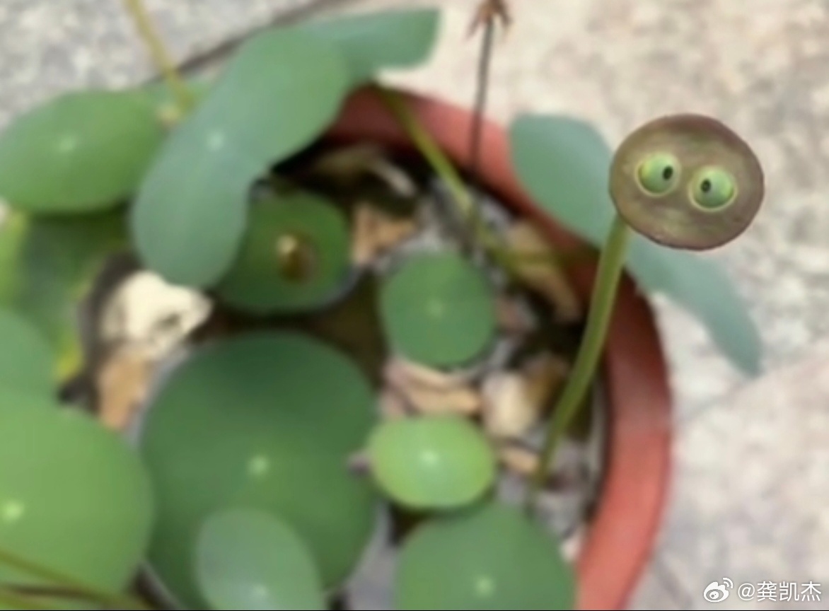 不懂就问，这是什么东西？ 