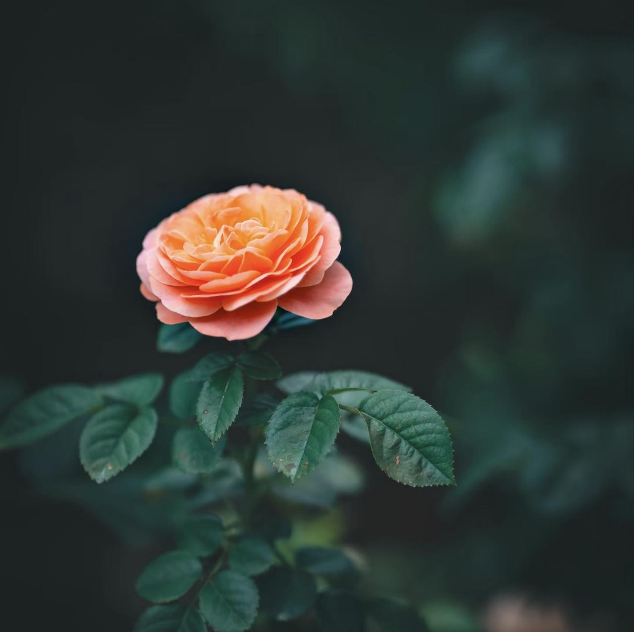 《西江月·月季花》
屋角瘦肥清苦，枝头深浅红黄。
四时风雨一肩扛，只把锋芒暗藏。