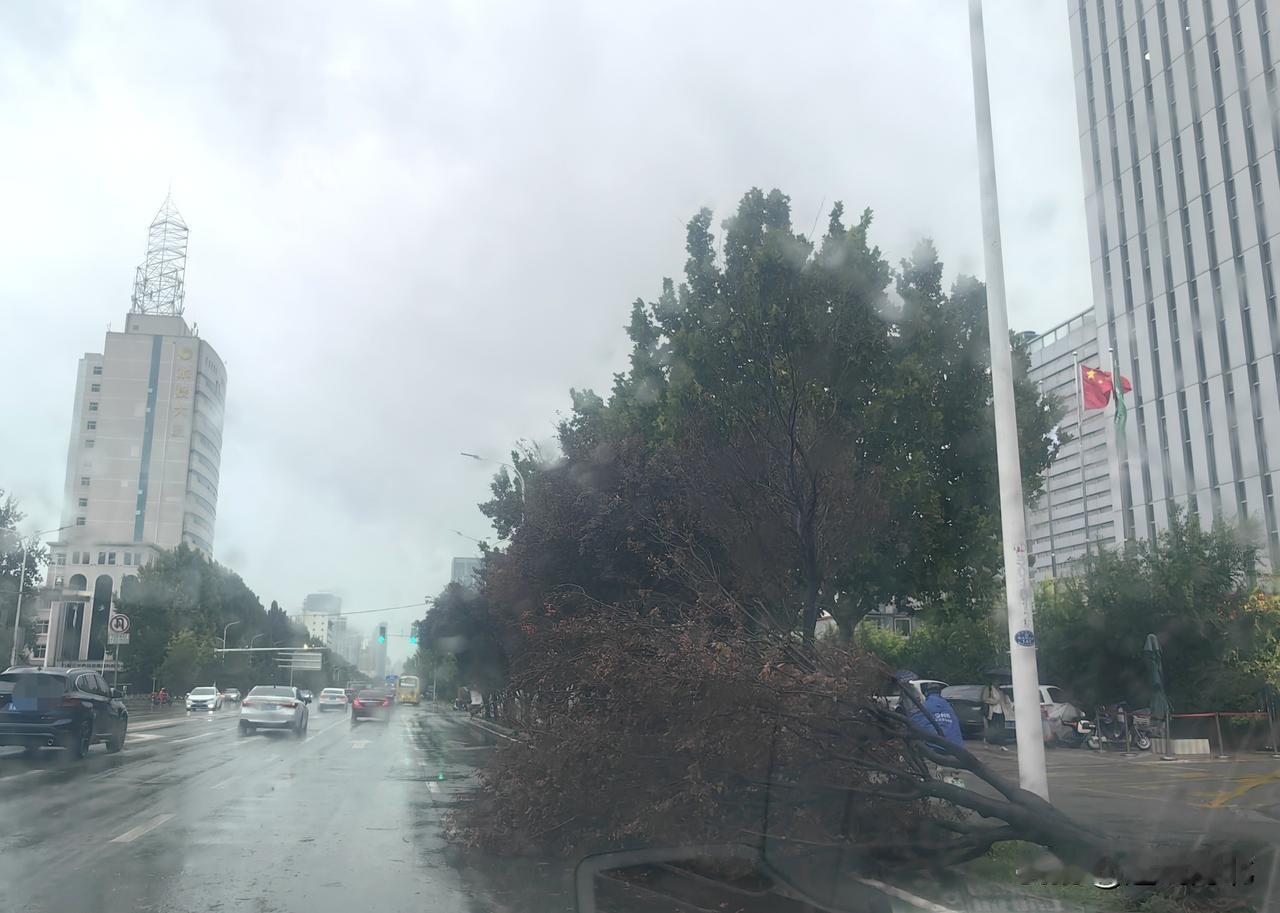 石家庄建设大街雨后路旁树木发生倒伏】9月8日上午将近九点，实拍于石家庄市建设大街