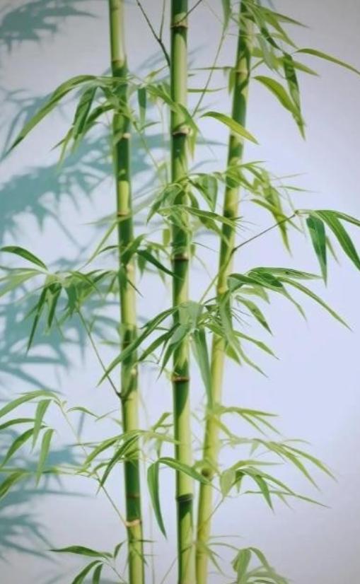 为何美国禁止种竹子，中国反而大量种植？

同样是不起眼的竹子，一边被美国拉进 “