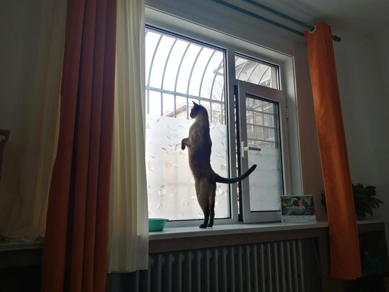 猫猫怎么会知道它是一只猫呢？
#每日拍萌宠# 
#萌宠的惬意时刻# 
#家猫的幸