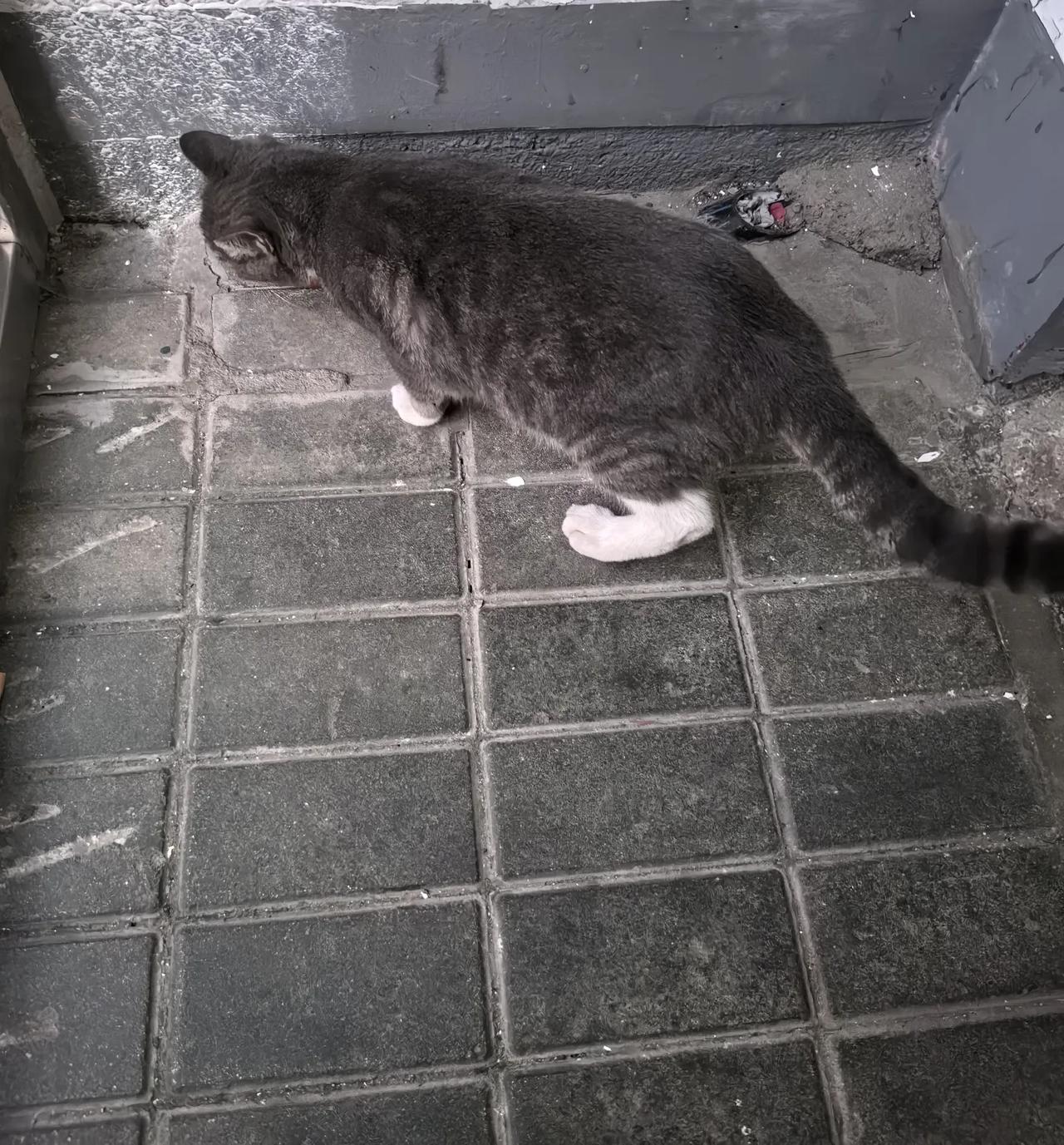 一出门口，楼下过来一只小灰猫，朝着我喵喵叫，我上楼它也跟着上来了，看样子是饿了。