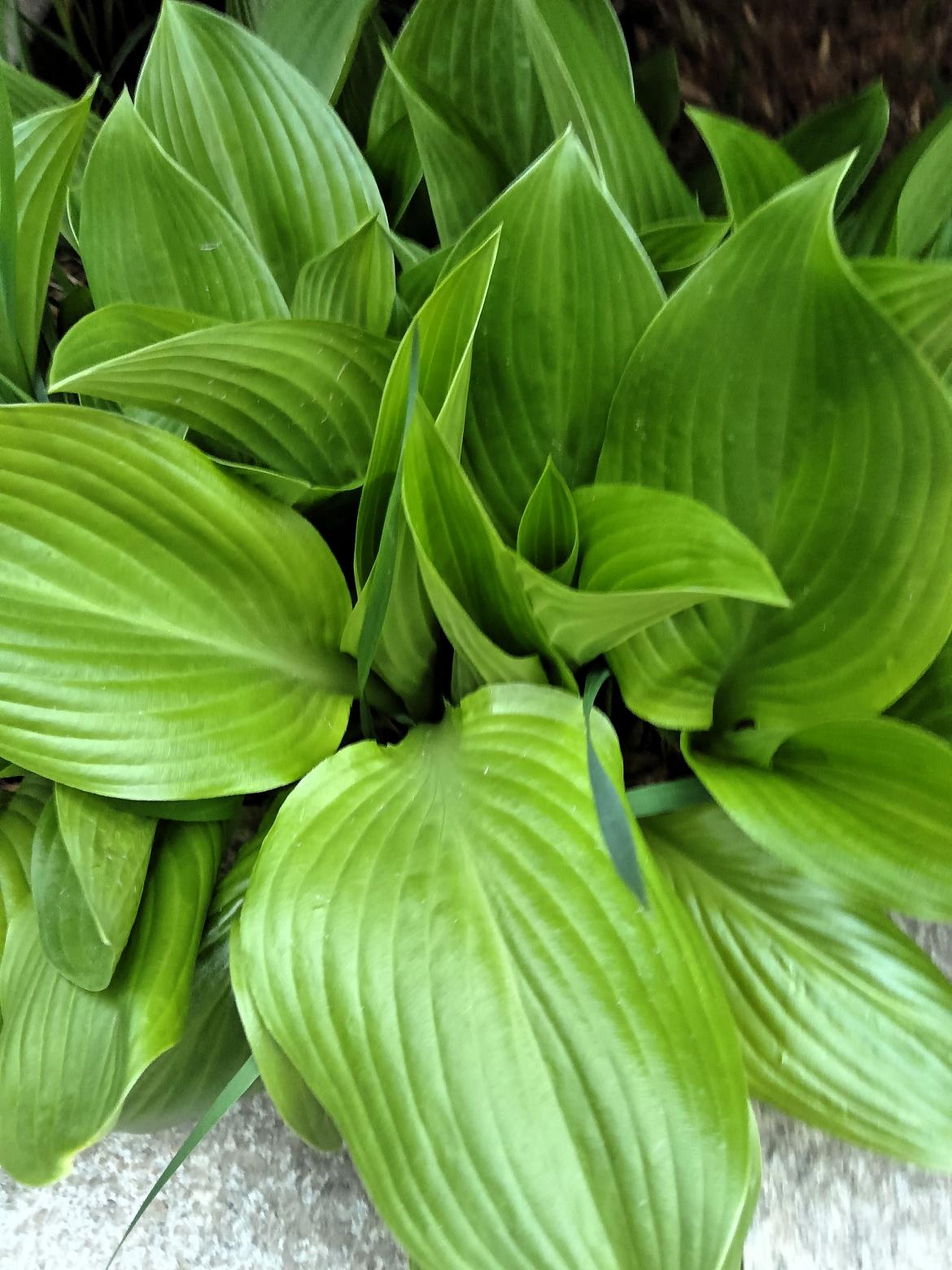 清新绿植，生机盎然，自然之美尽收眼底！🌱🌿这绿植长得真茂盛啊！