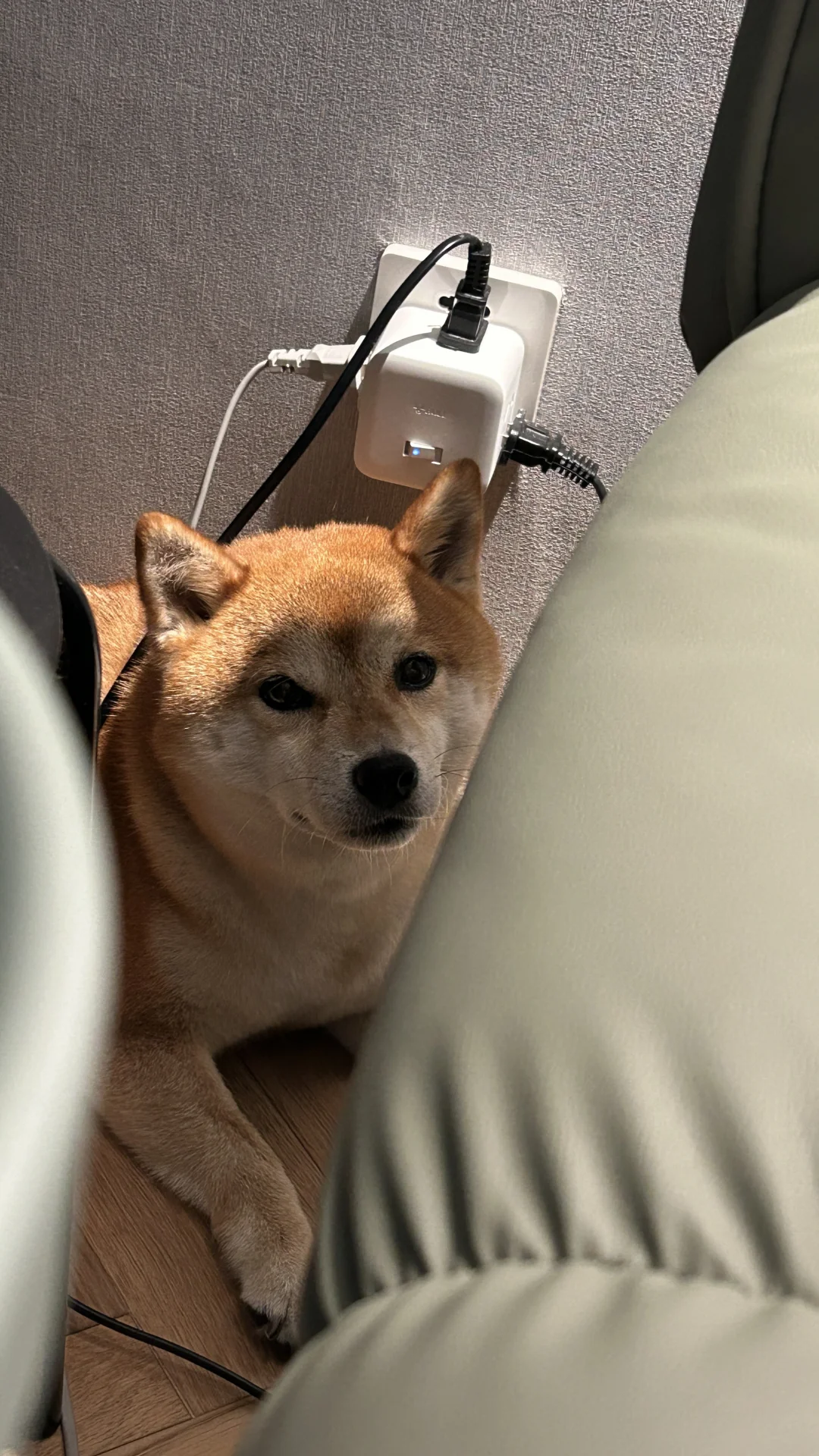 可怜巴巴