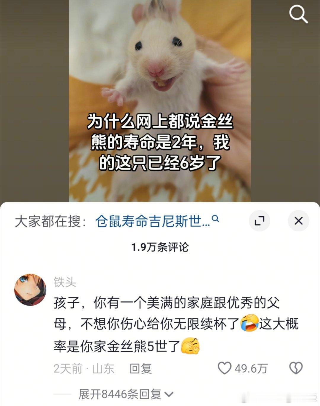 刷到一位网友问金丝熊的寿命是两年，为什么自己的这只已经6岁了，然后评论区有网友告